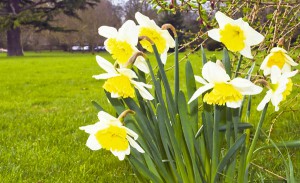Daffodils in the Park, taken by Frank Cummings